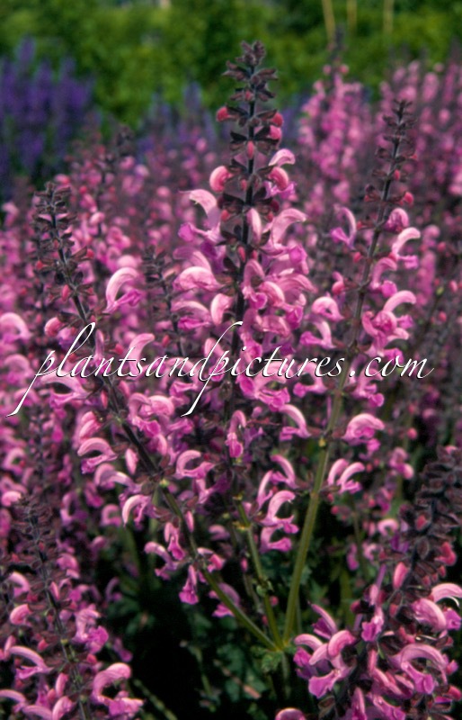 Salvia ‘Pink Delight’
