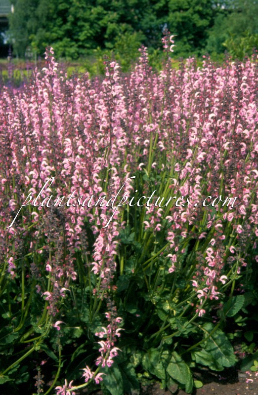 Salvia ‘Eveline’
