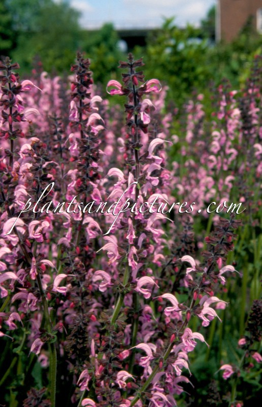 Salvia ‘Eveline’