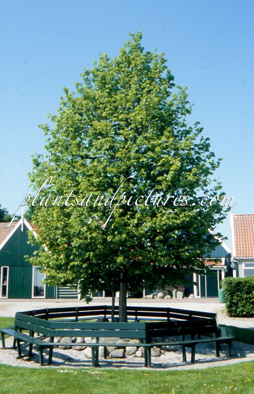 Tilia cordata