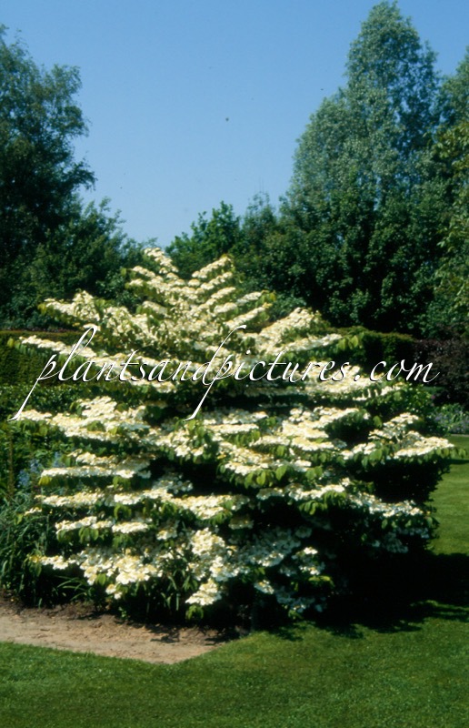 Viburnum plicatum ‘Cascade’