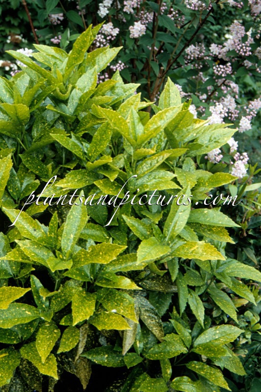 Aucuba japonica ‘Variegata’