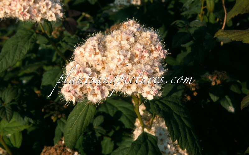 Spiraea media ‘Darsnorm’ (DART’S SNOWSTORM)