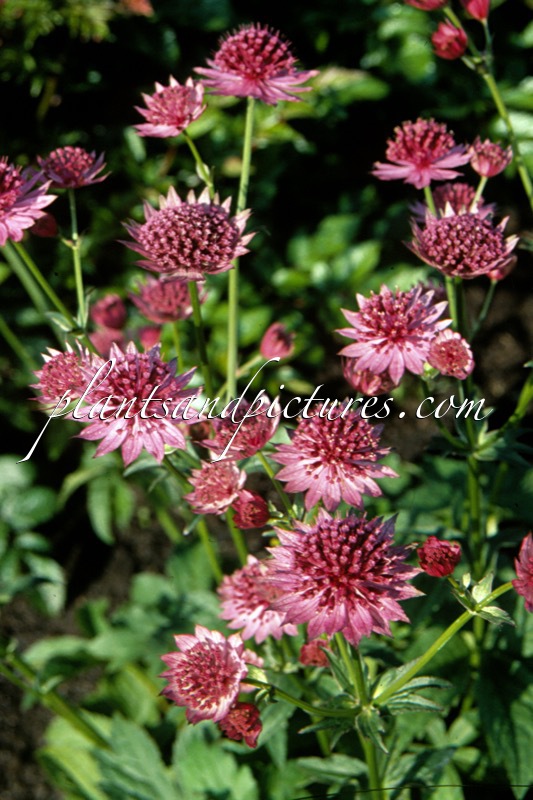 Astrantia major ‘Roma’