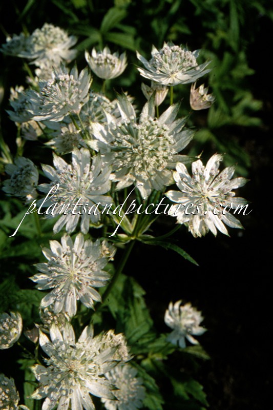 Astrantia major ‘Snow Star’
