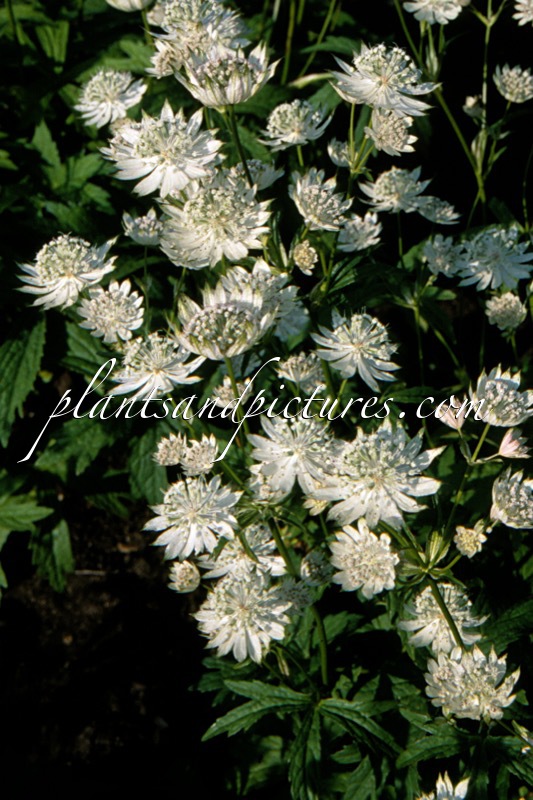 Astrantia major ‘Snow Star’
