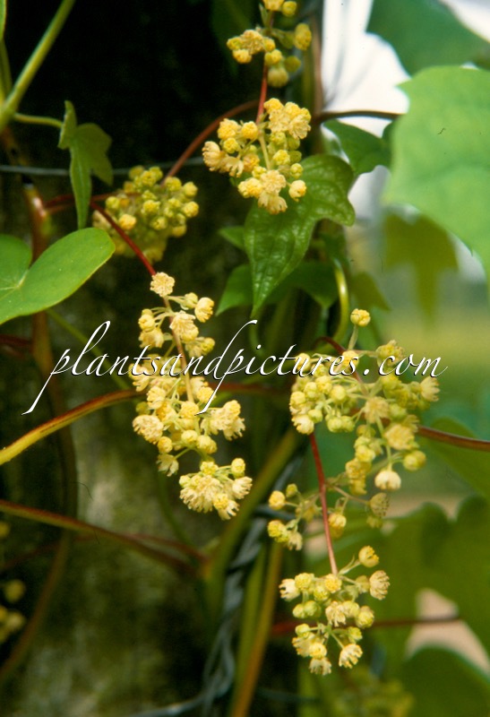 Menispermum dauricum