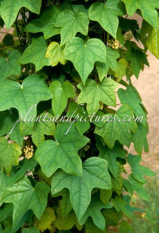 Menispermum dauricum