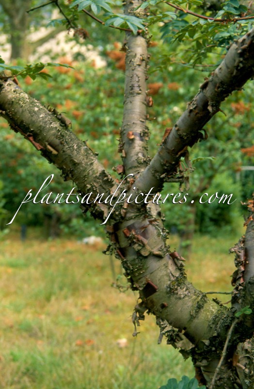 Syringa pinnatifolia