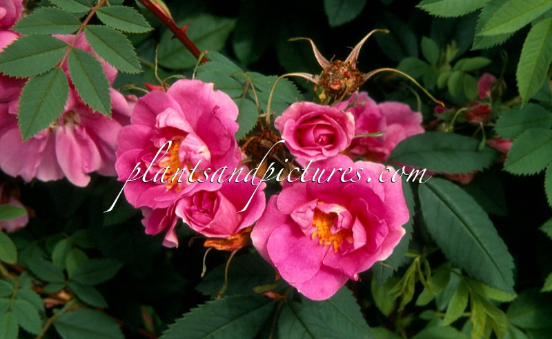Rosa californica ‘Plena’