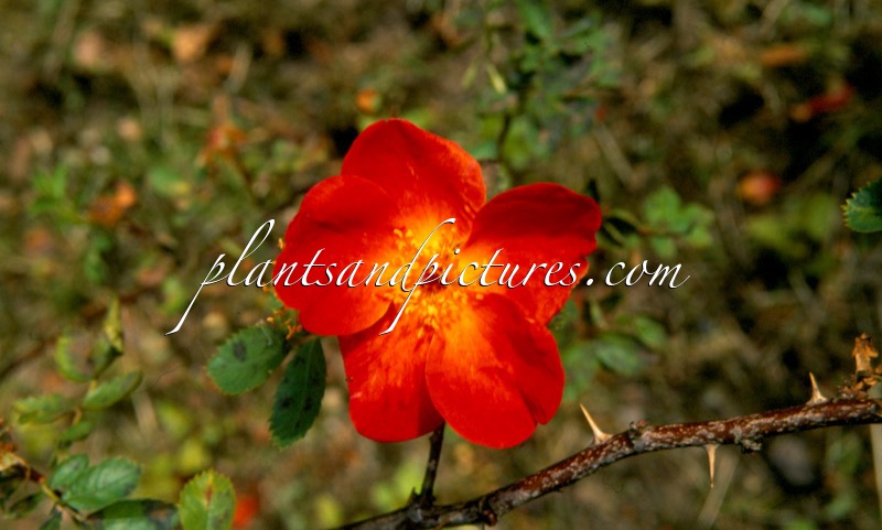 Rosa foetida ‘Bicolor’