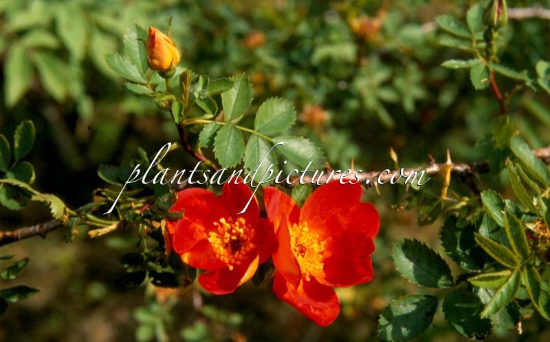 Rosa foetida ‘Bicolor’