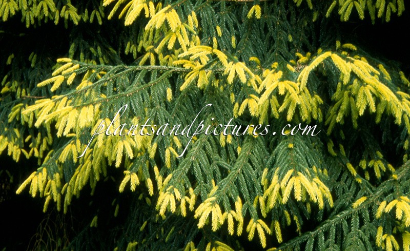 Picea orientalis ‘Aureospicata’