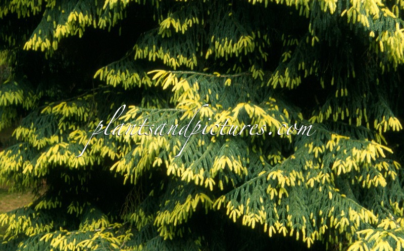 Picea orientalis ‘Aureospicata’