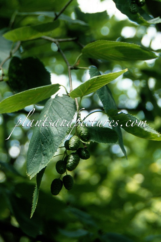 Alnus maximowiczii