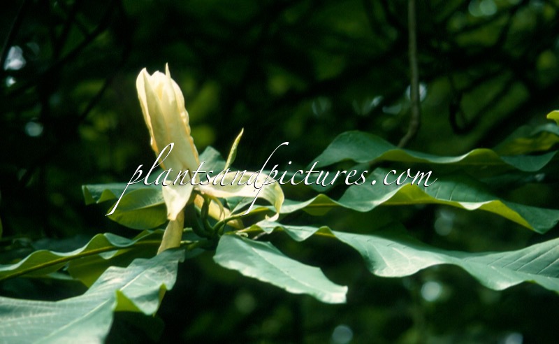 Magnolia tripetala