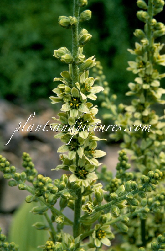 Veratrum album