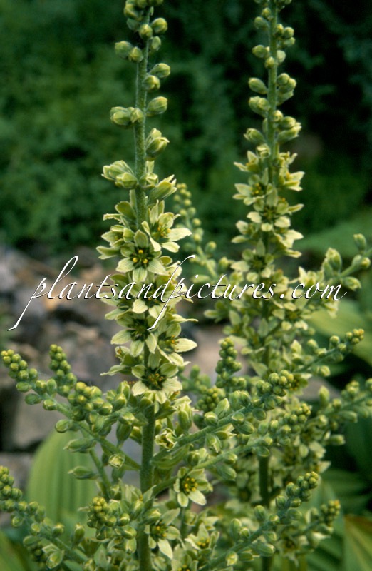 Veratrum album