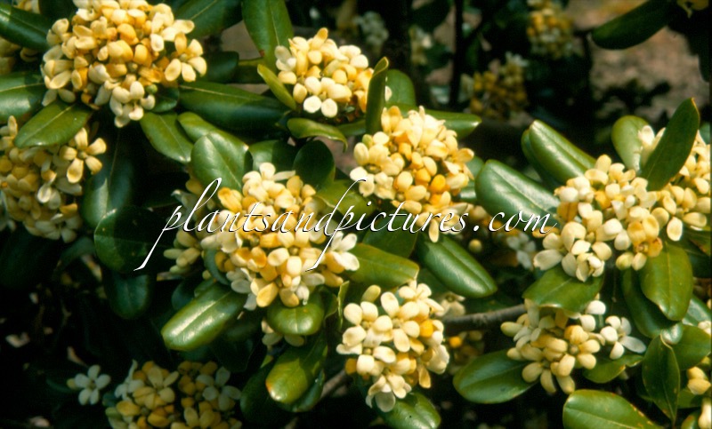 Pittosporum tobira