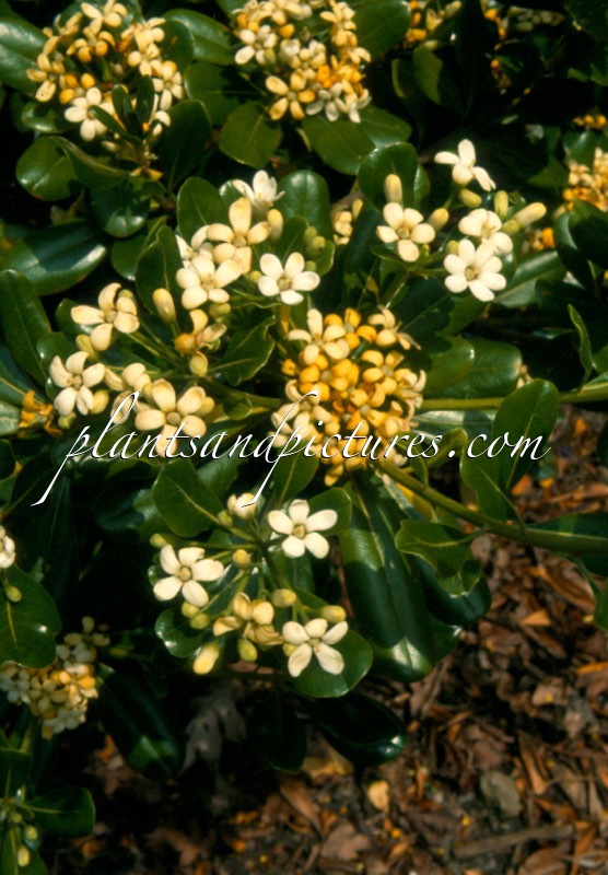 Pittosporum tobira