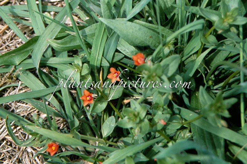Anagallis arvensis