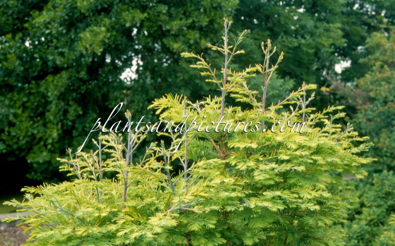 Metasequoia glyptostroboides ‘Chubby’