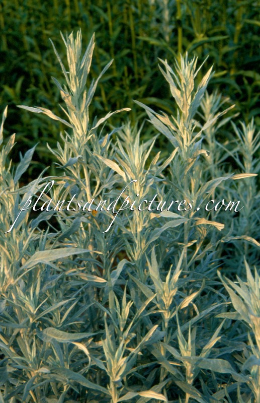 Artemisia ludoviciana ‘Silver Queen’