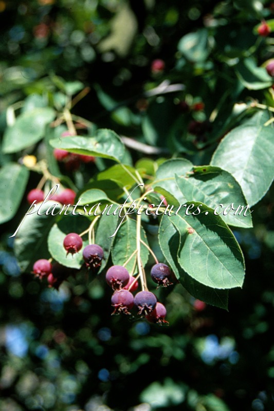 Amelanchier lamarckii