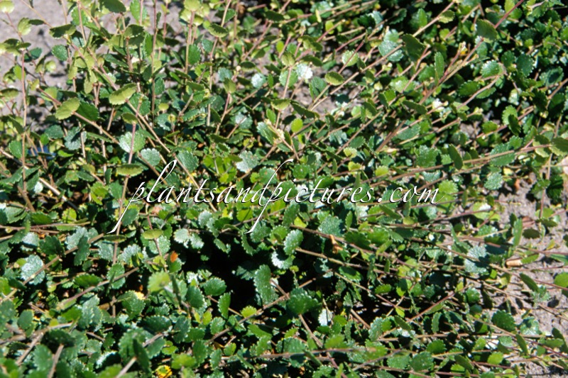 Betula nana ‘Glencarry’