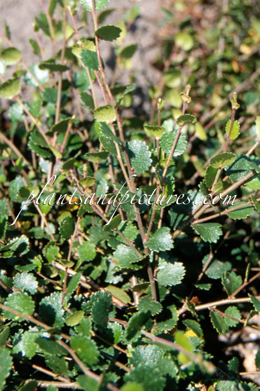 Betula nana ‘Glencarry’