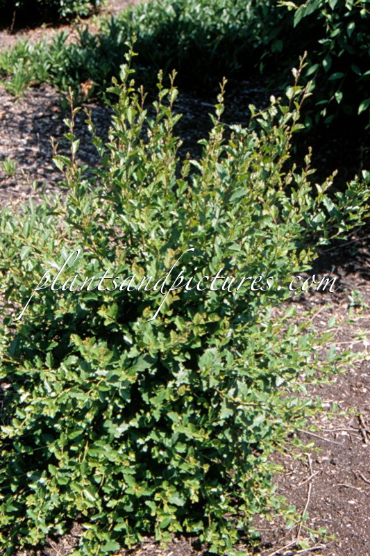 Betula humilis