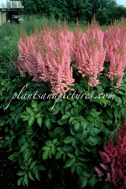 Astilbe chinensis ‘Vision in Pink’