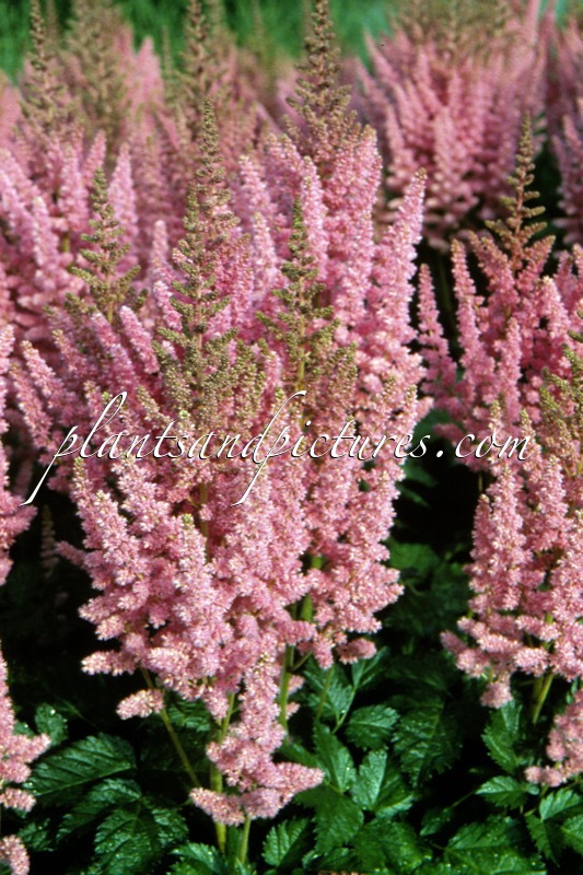 Astilbe chinensis ‘Vision in Pink’