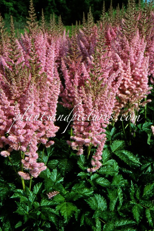Astilbe chinensis ‘Vision in Pink’