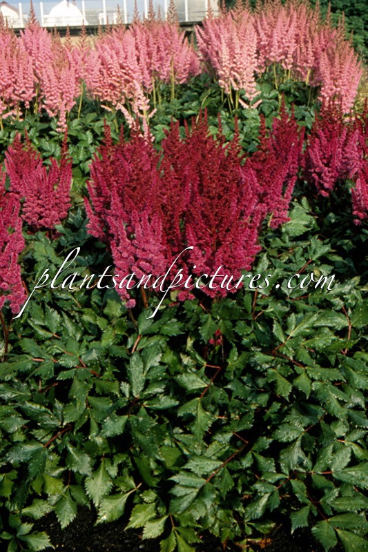 Astilbe chinensis ‘Vision in Red’