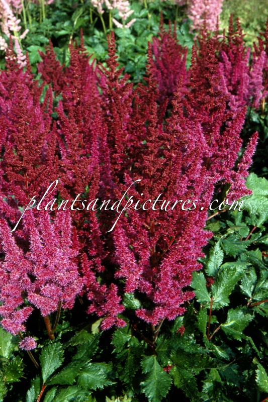 Astilbe chinensis ‘Vision in Red’