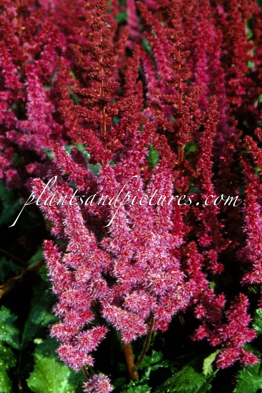 Astilbe chinensis ‘Vision in Red’