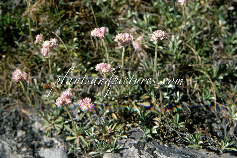 Antennaria dioica