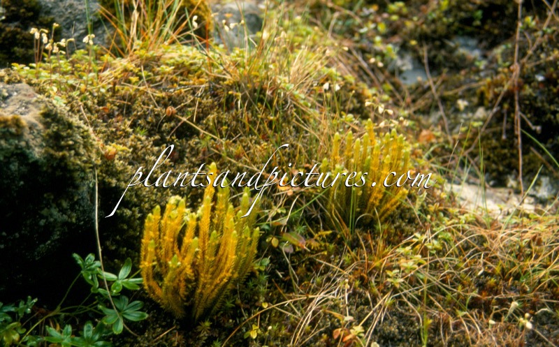 Lycopodium annotinum