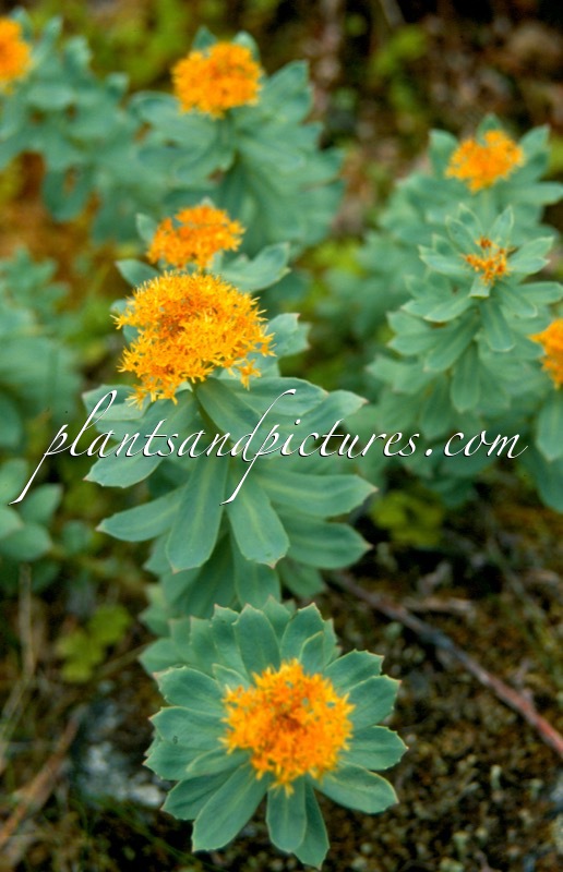 Rhodiola rosea