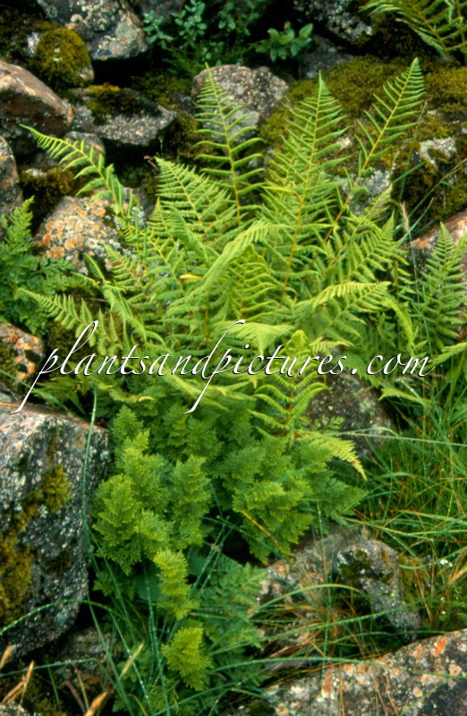 Oreopteris limbosperma