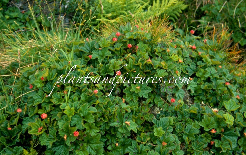 Rubus chamaemorus