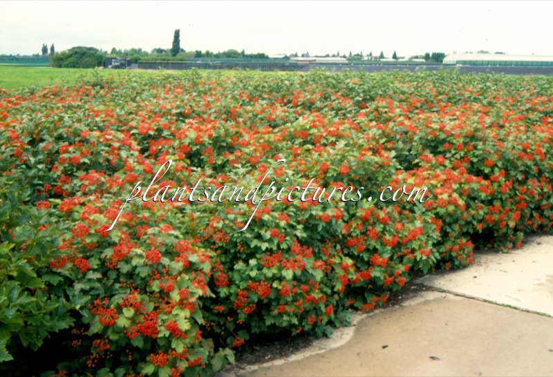 Viburnum opulus ‘Compactum’