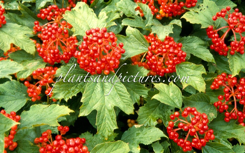 Viburnum opulus ‘Compactum’