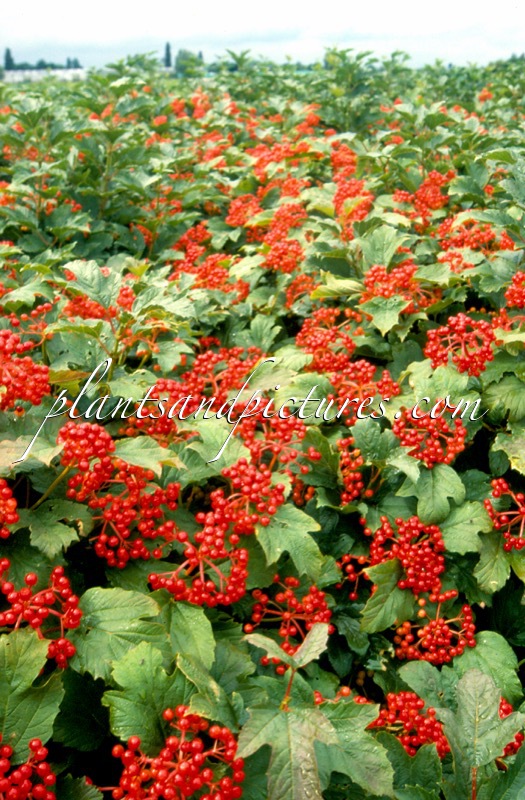Viburnum opulus ‘Compactum’