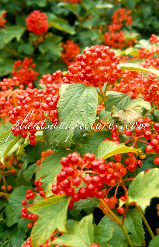 Viburnum opulus ‘Compactum’