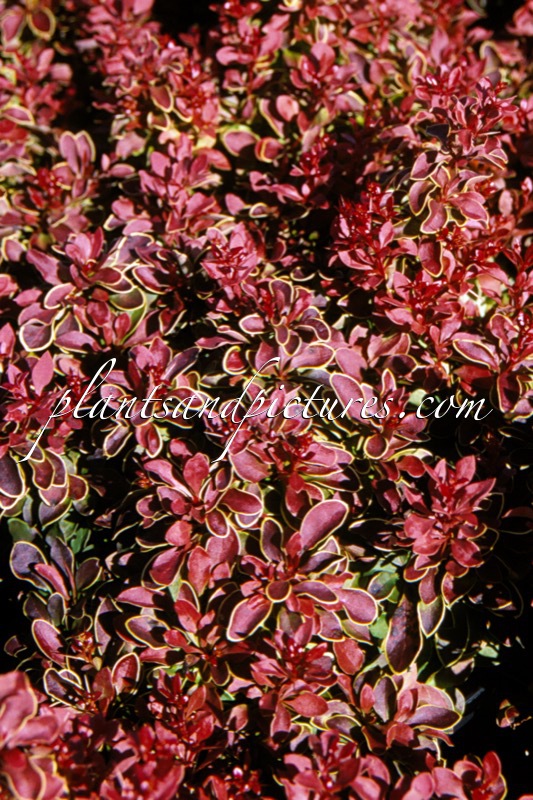 Berberis thunbergii ‘Admiration’