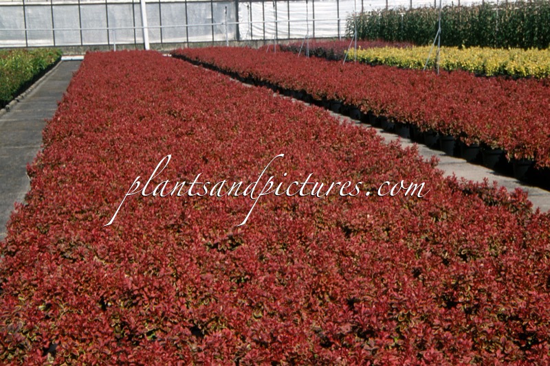 Berberis thunbergii ‘Admiration’
