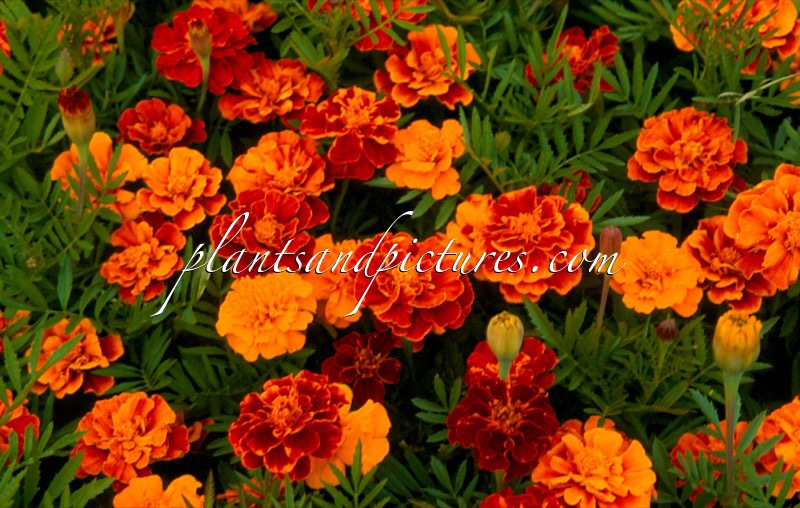 Tagetes