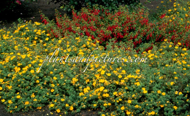 Potentilla fruticosa ‘Medicine Wheel Mountain’